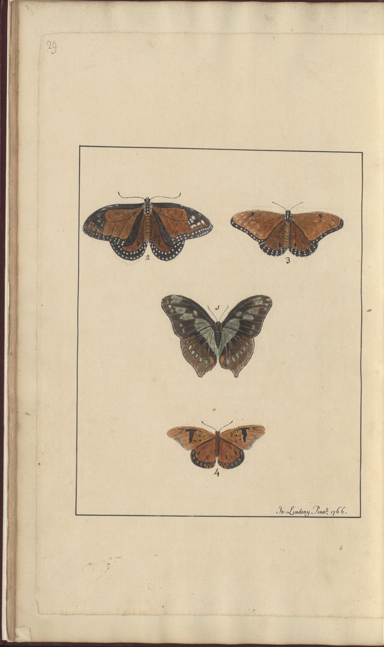 Dibujos de Lindsay Vol. VI, 29 de John Lindsay