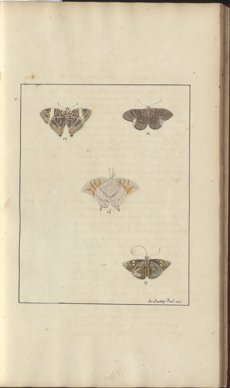 Dibujos de Lindsay Vol. VI, 42 de John Lindsay