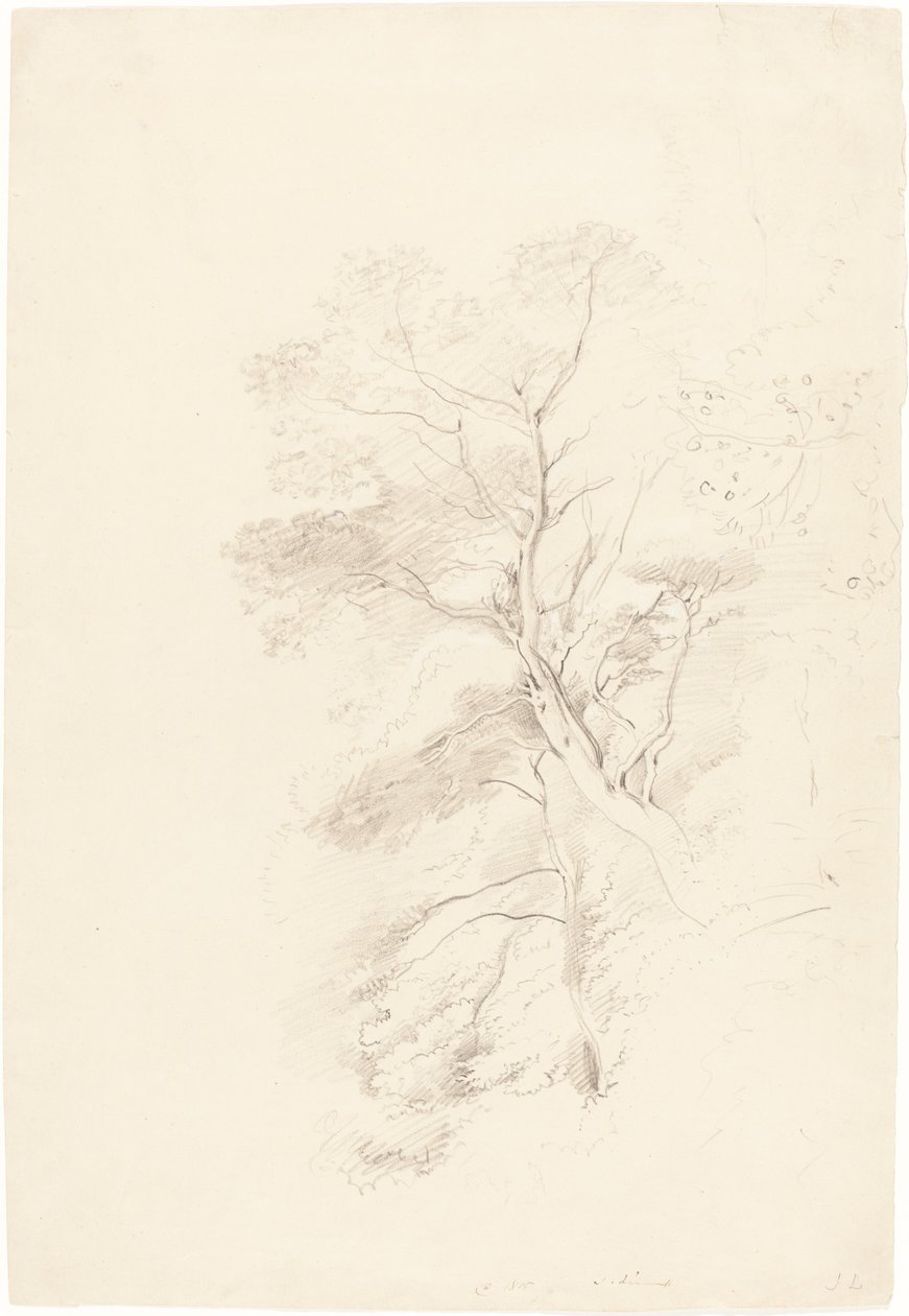 Un bosque de hayas de John Linnell