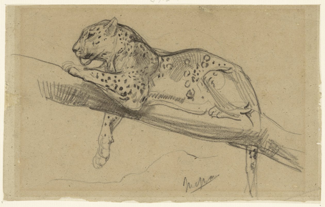 Estudio de un leopardo tumbado en una rama de John Macallan Swan