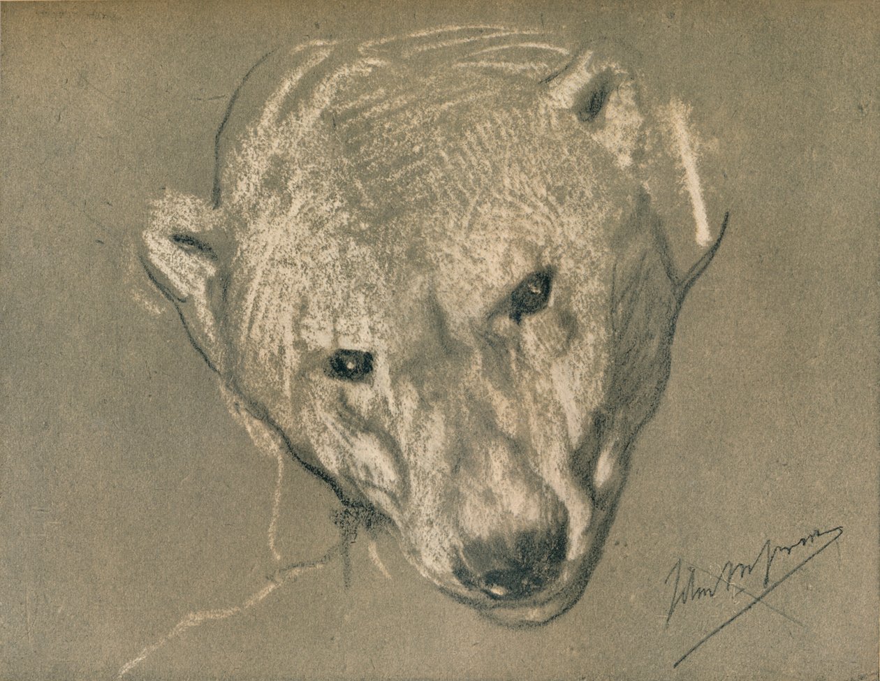 Estudio de la cabeza de un oso polar, c1901 de John Macallan Swan
