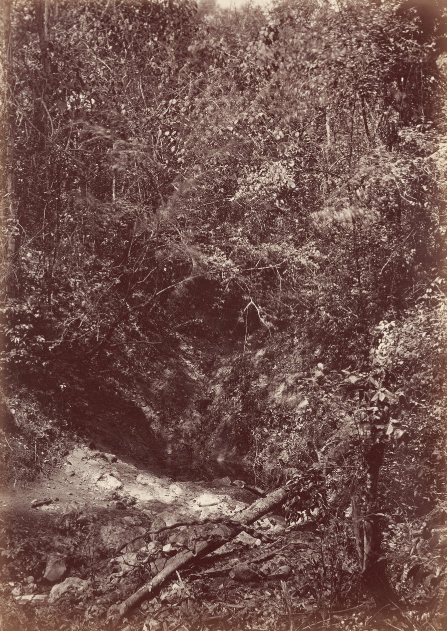 Expedición Darién, 1871 (foto) de John Moran