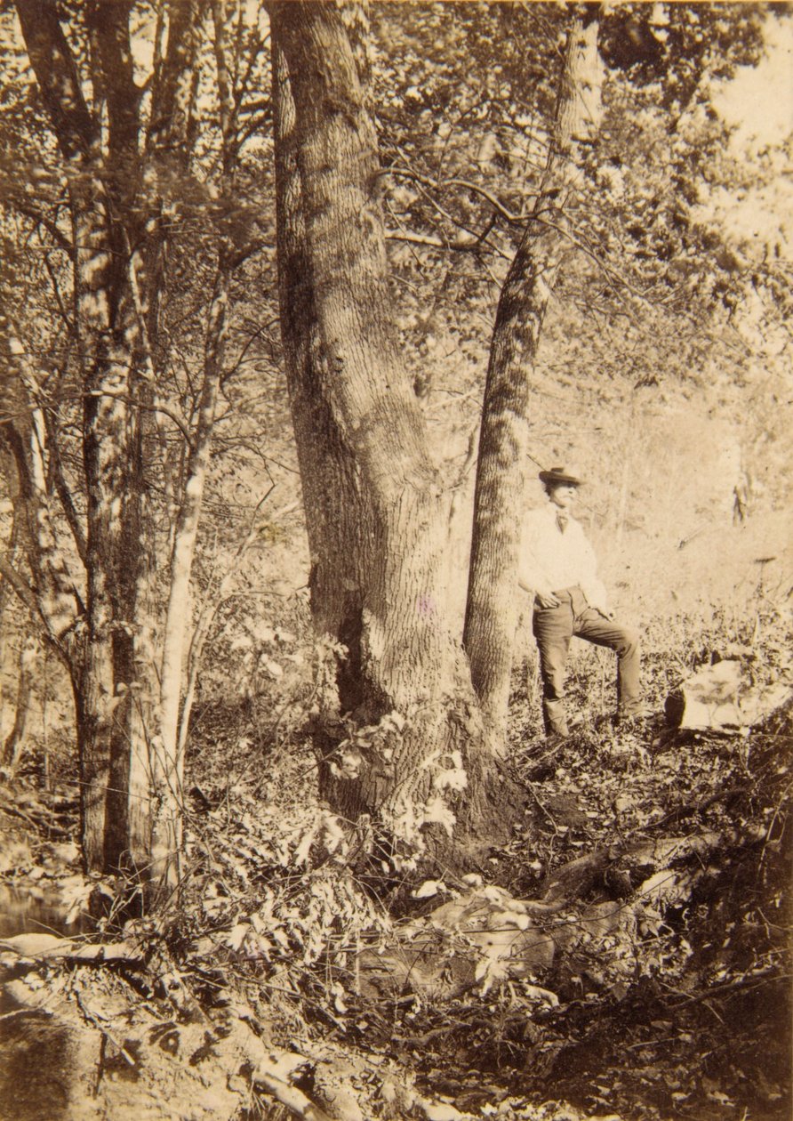 Tacony Creek, Álamo Magnolia de John Moran