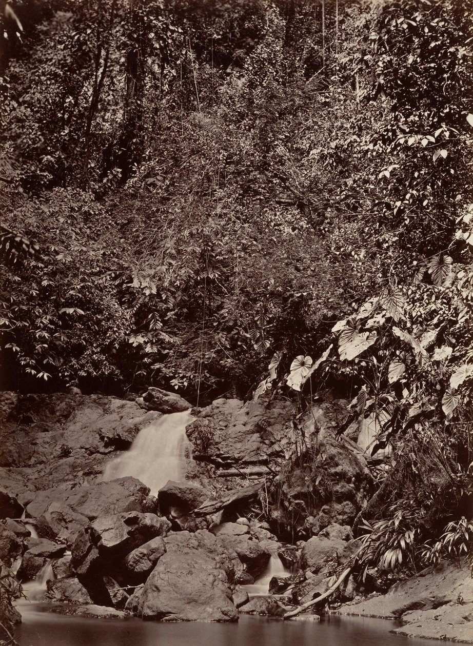 Paisaje Tropical, Cascada, Río Limón de John Moran