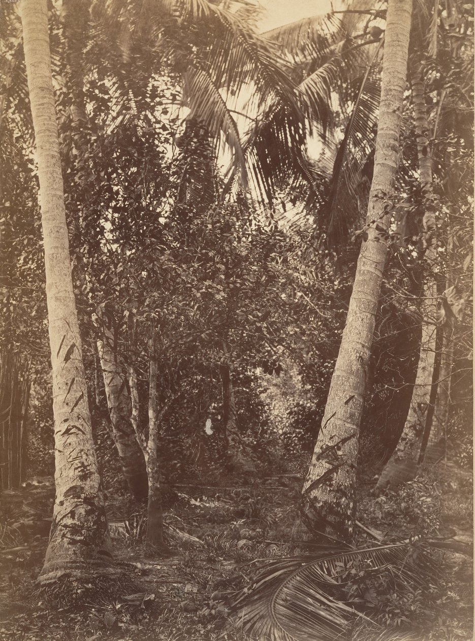 Paisaje tropical, bosque cerca de Turbo, 1871 de John Moran