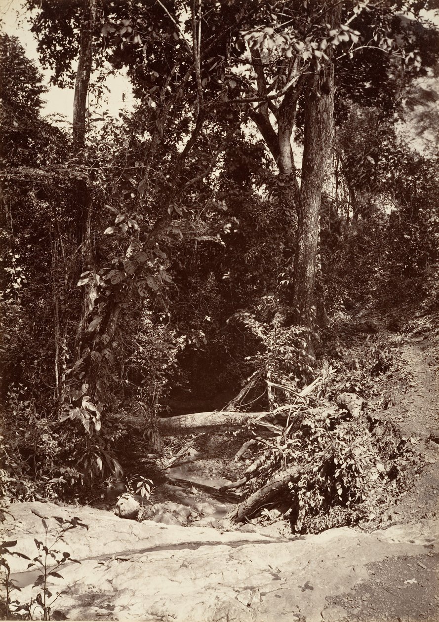 Paisaje tropical, El arroyo El Baño, Chipigana, 1871 de John Moran