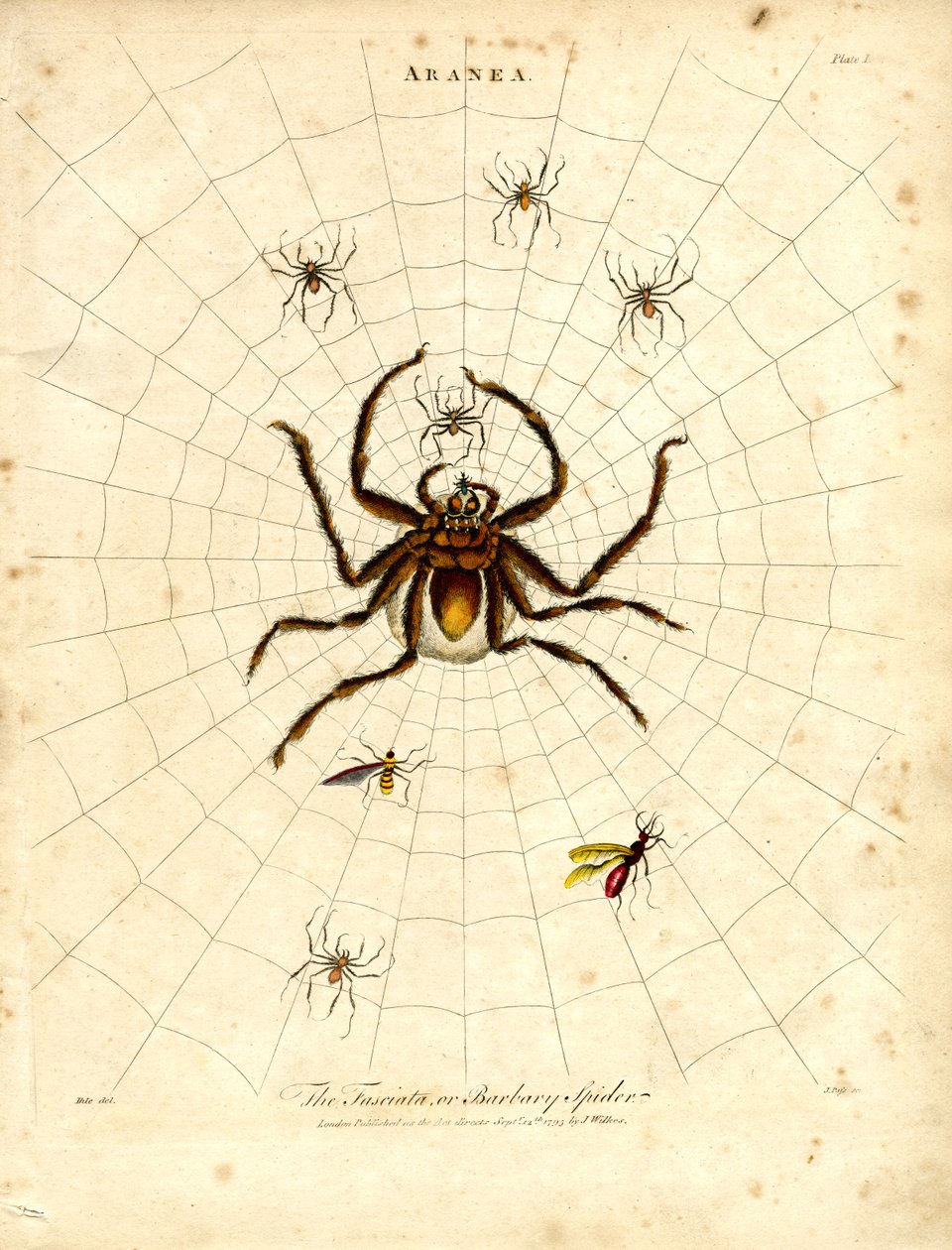ARANEA: La Fasciata o araña de Berbería de John Pass