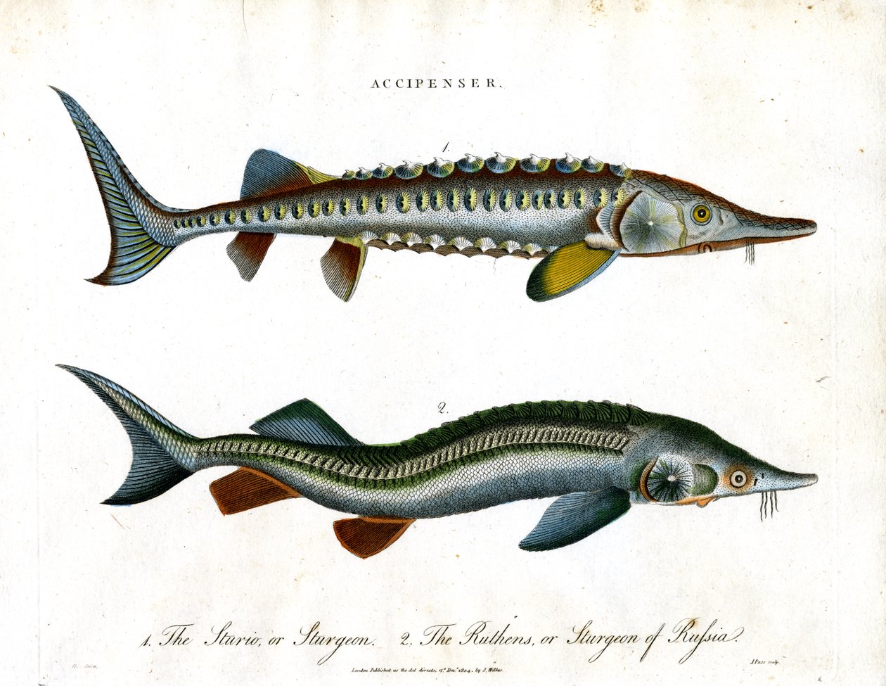 Accipenser: Especie de esturión de John Pass