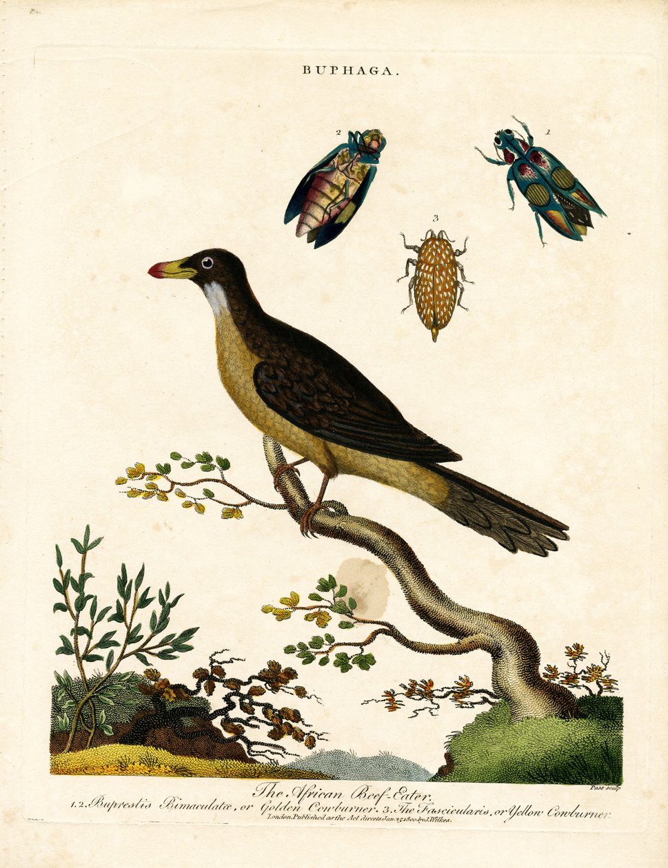Pájaro carpintero africano y escarabajos joya (Buphaga) de John Pass