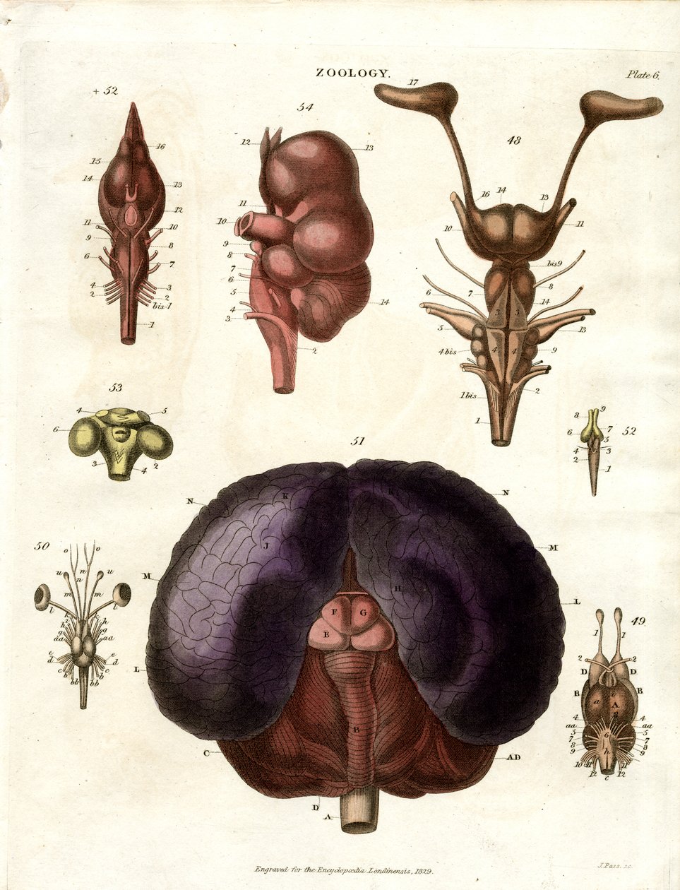 Ilustraciones anatómicas del cerebro y el sistema nervioso (Lámina 6) de John Pass