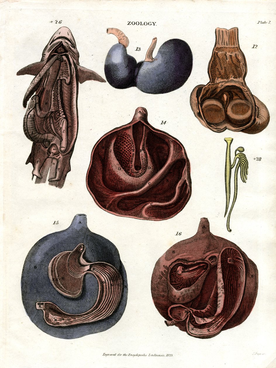 Ilustraciones anatómicas de órganos internos (Lámina 7) de John Pass