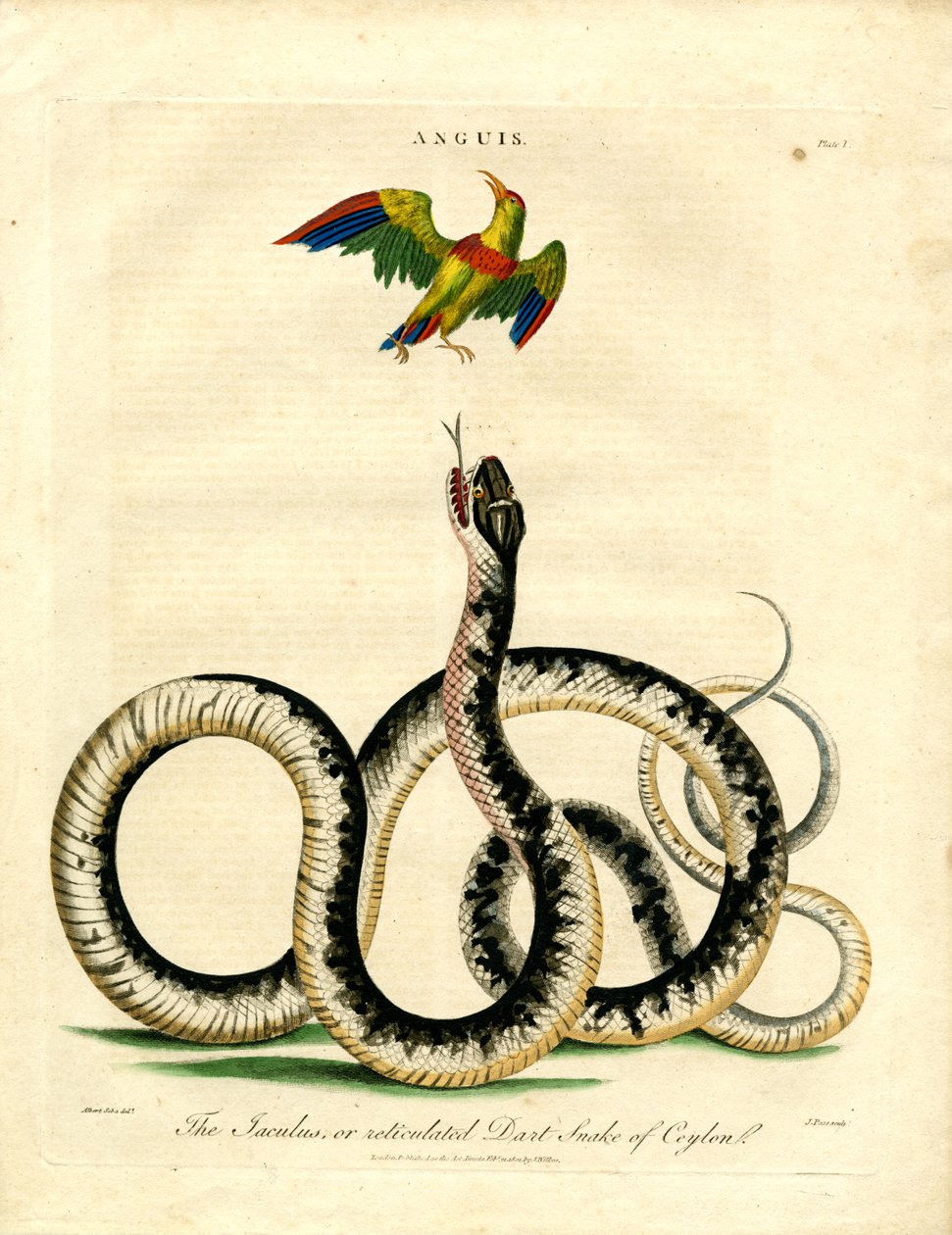 Anguis: Serpiente jaculus y pájaro de colores de John Pass