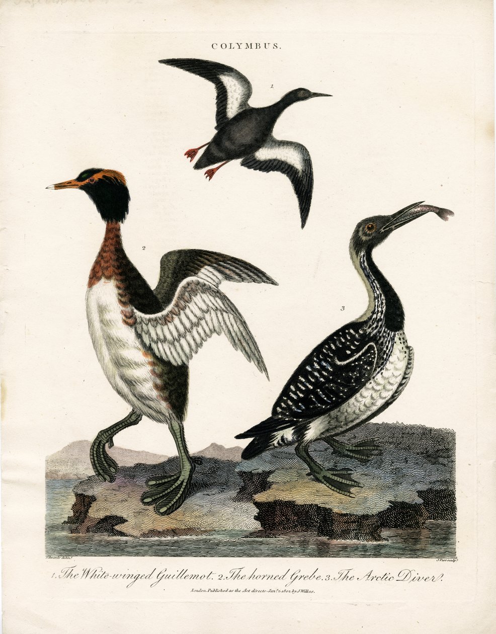Aves marinas árticas del género Colymbus de John Pass