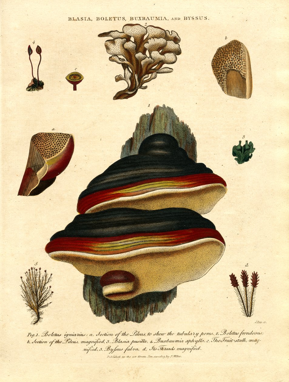 Blasia;Boletus;Buxbaumia;y Byssus de John Pass