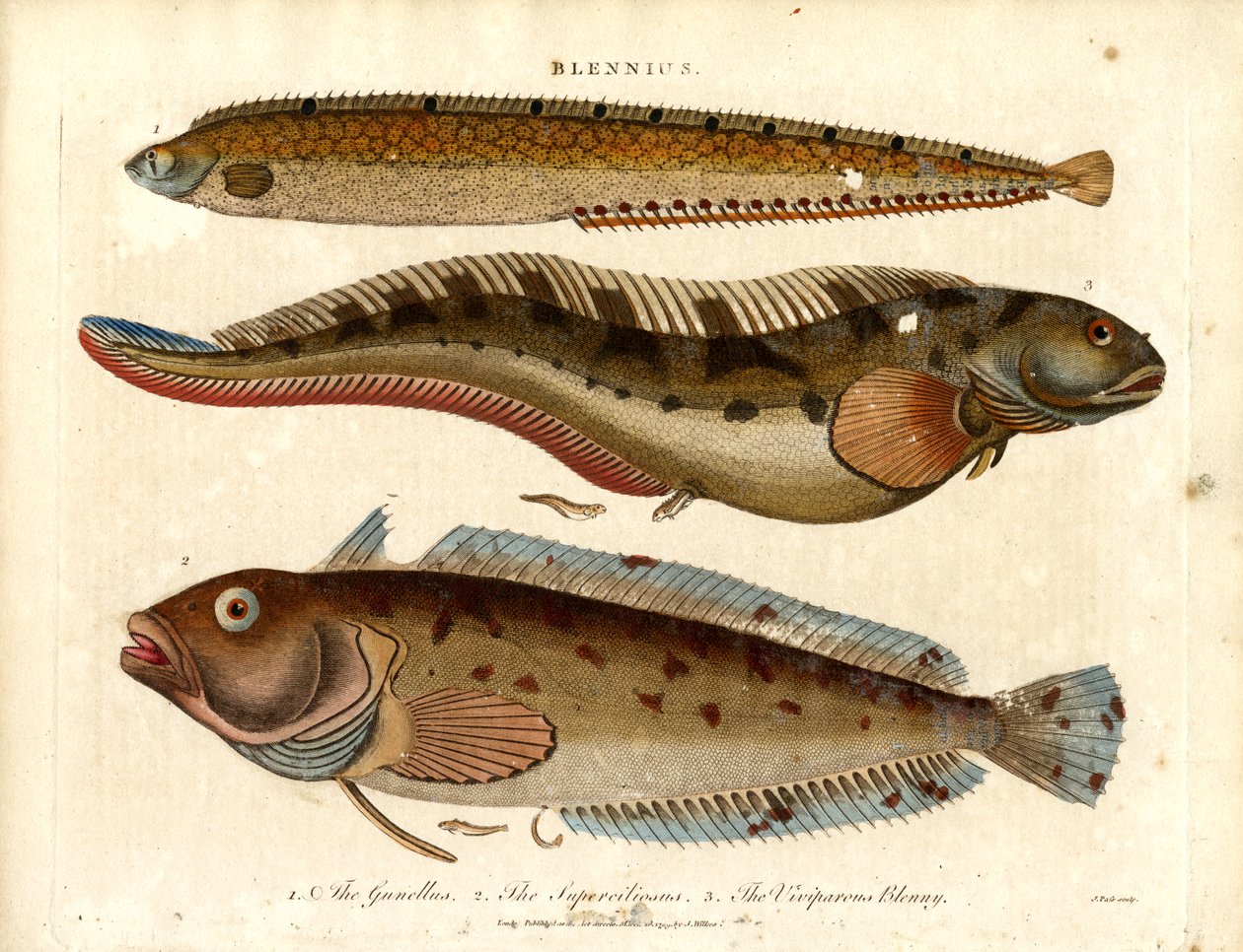 Blenios (Blennius) de John Pass