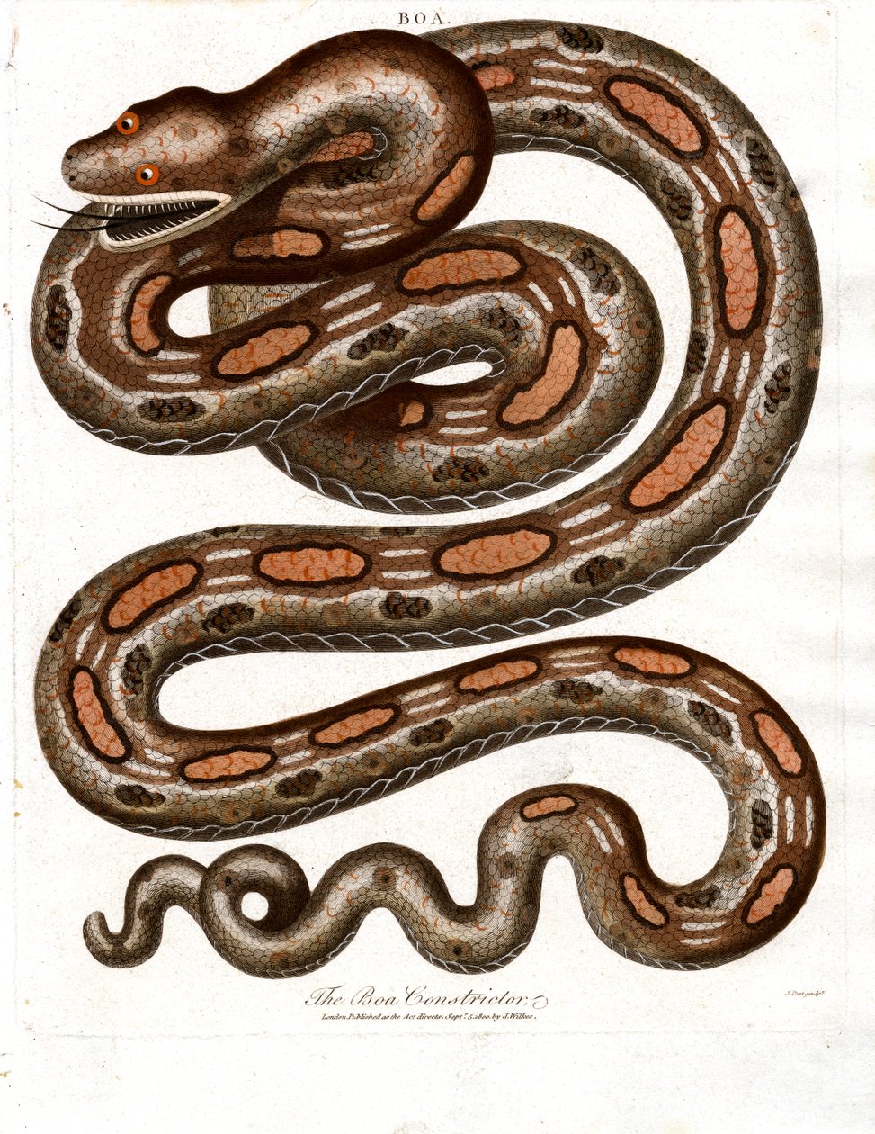 Boa constrictor de John Pass