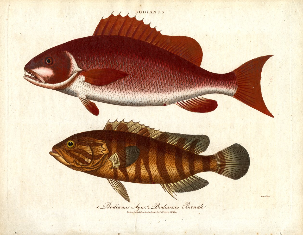 Bodianus - Dos especies de perca marina de John Pass
