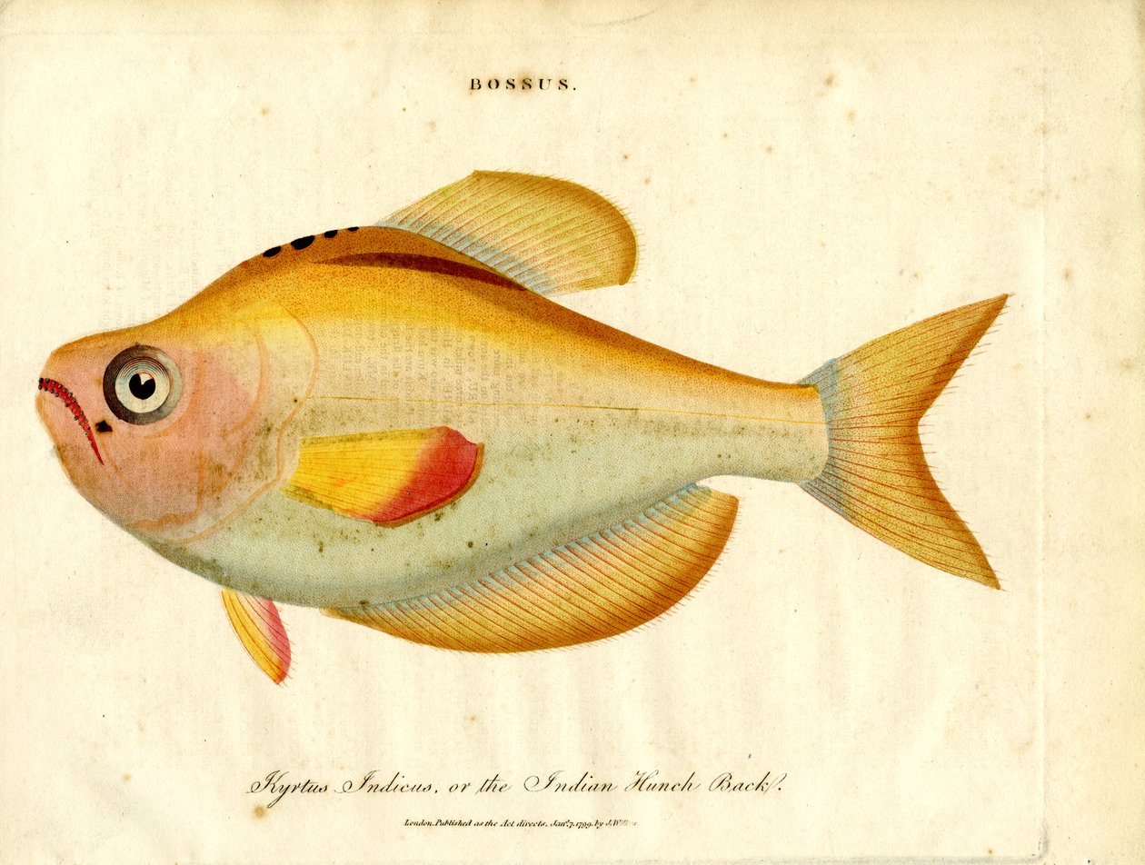 Bossus: espalda encorvada india de John Pass