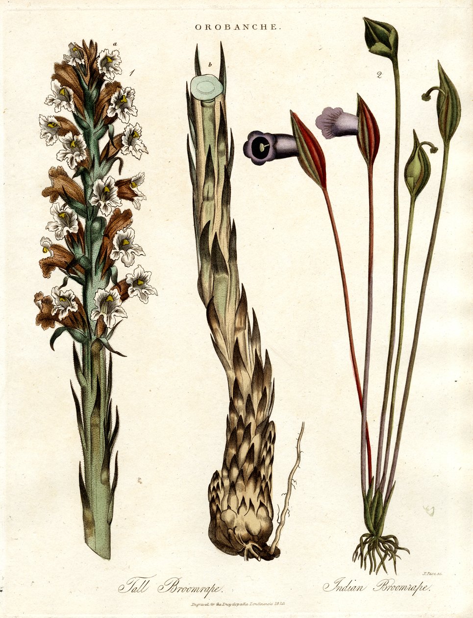 Especies de Broomrape y Arum de John Pass
