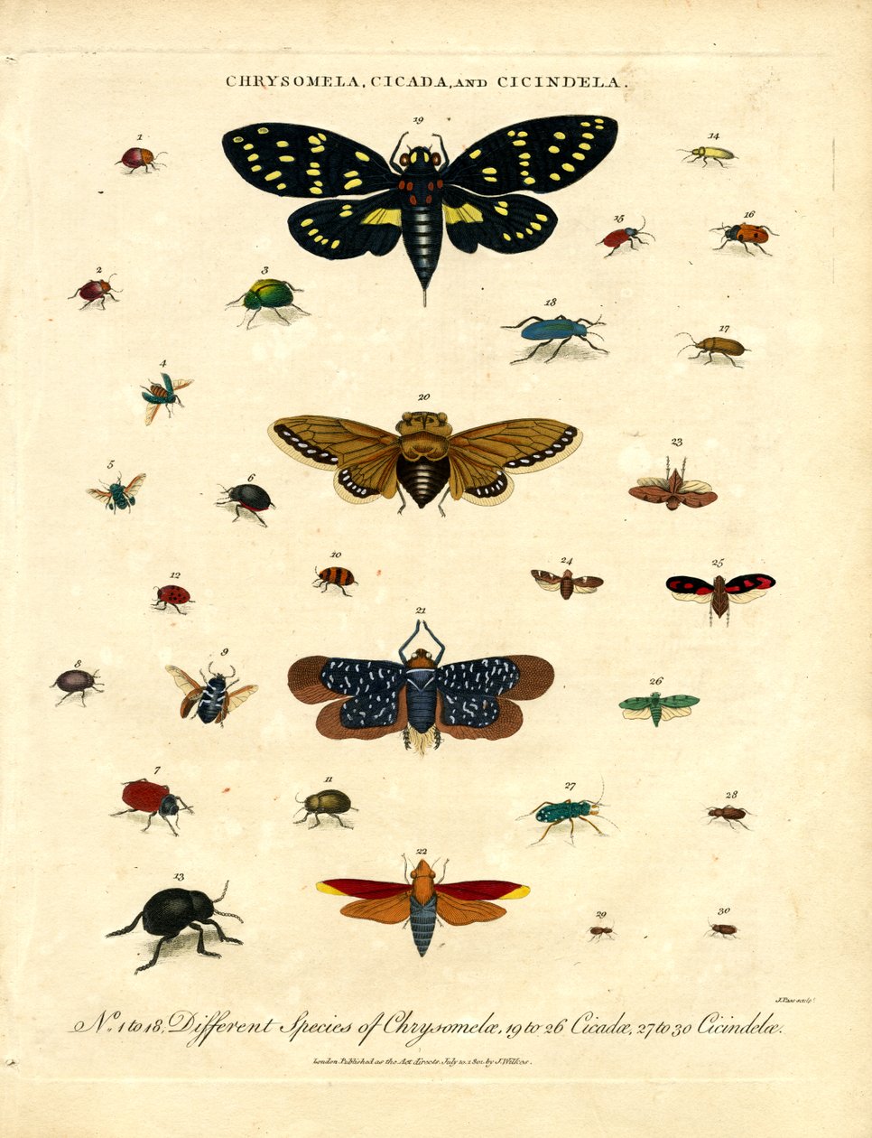 Chrysomela;Cicada y Cicindela de John Pass