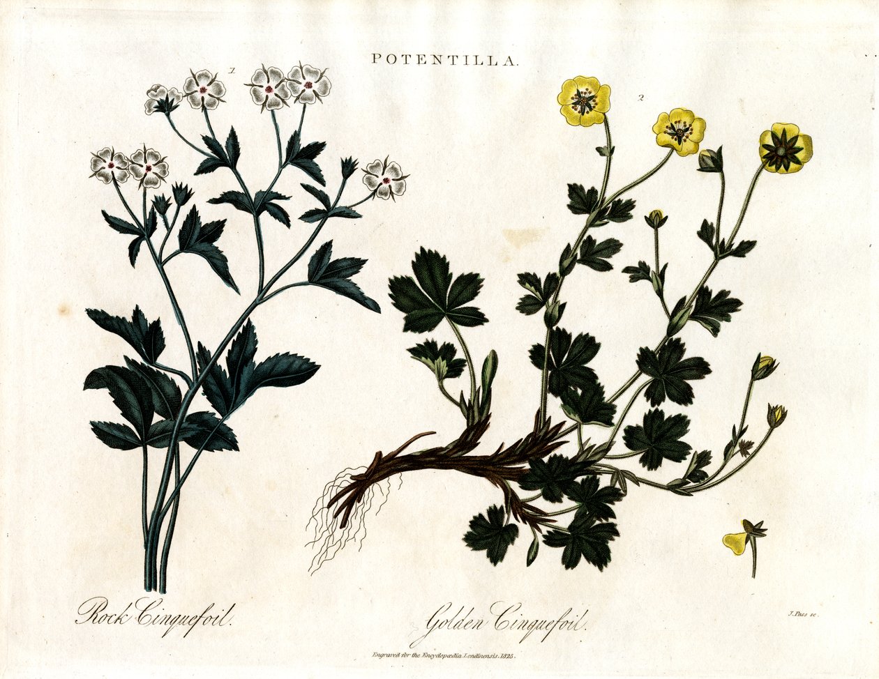 Cinquefoil Especies de John Pass