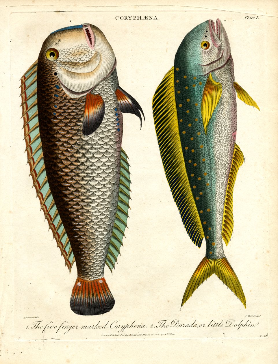 Especies de Coryphaena: Coryphaena de cinco dedos y Delfín chico de John Pass