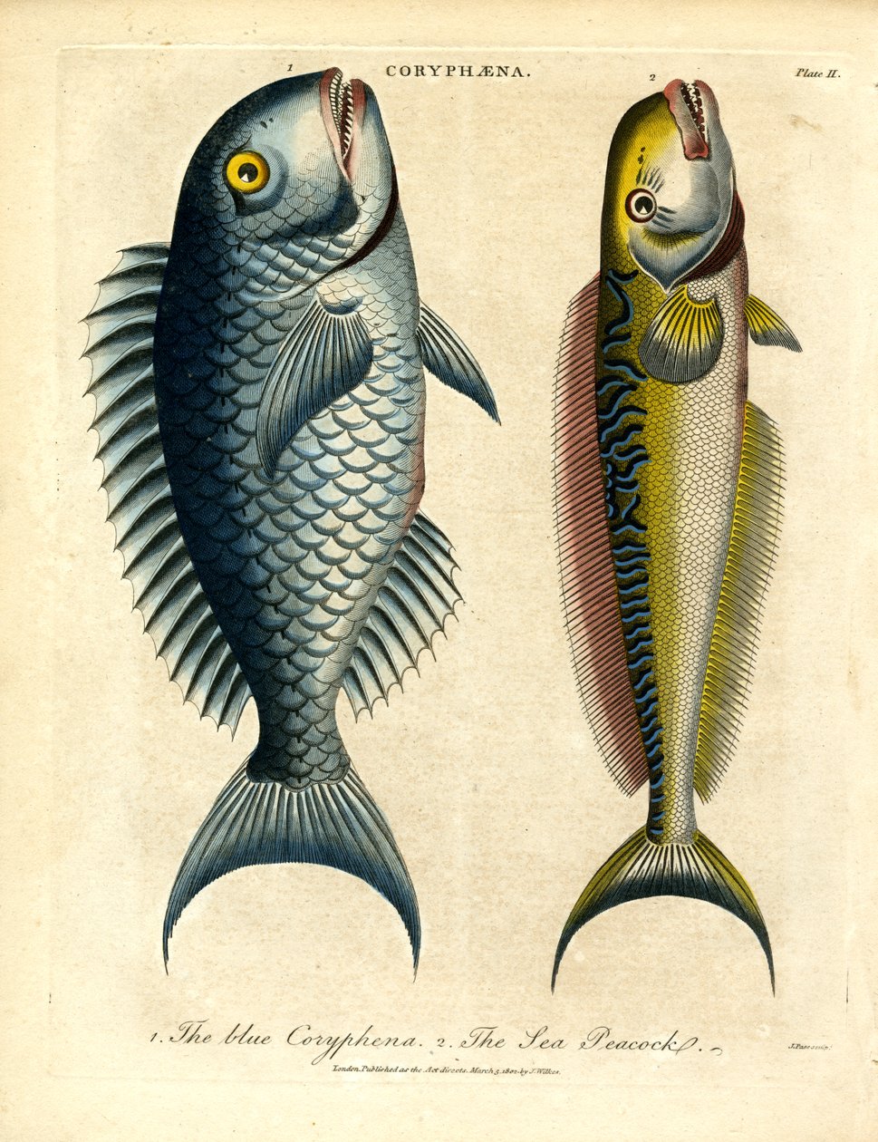 Coryphæna - Delfines de John Pass