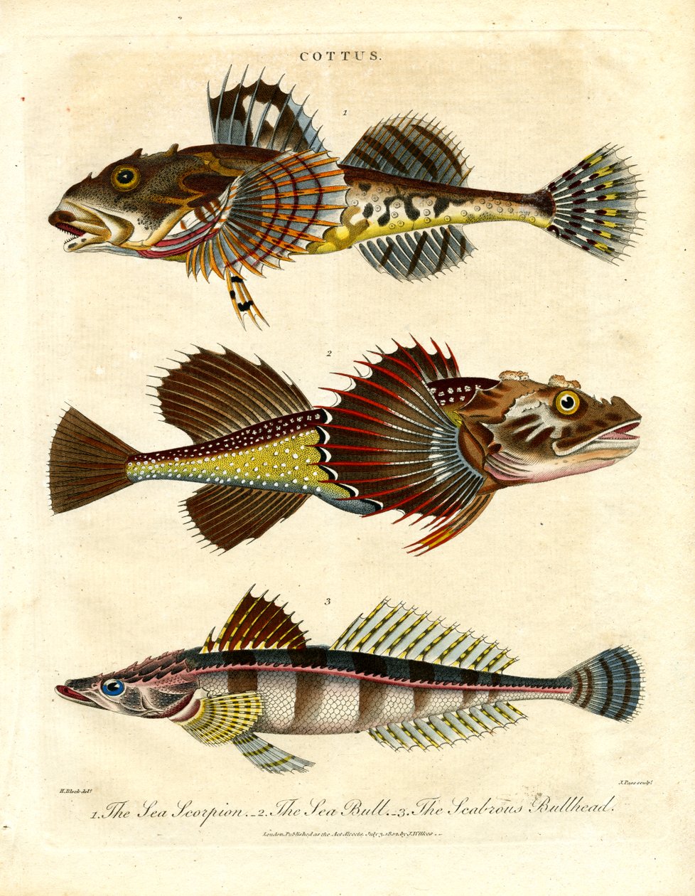 Cottus - Escorpiones y escorpiones marinos de John Pass