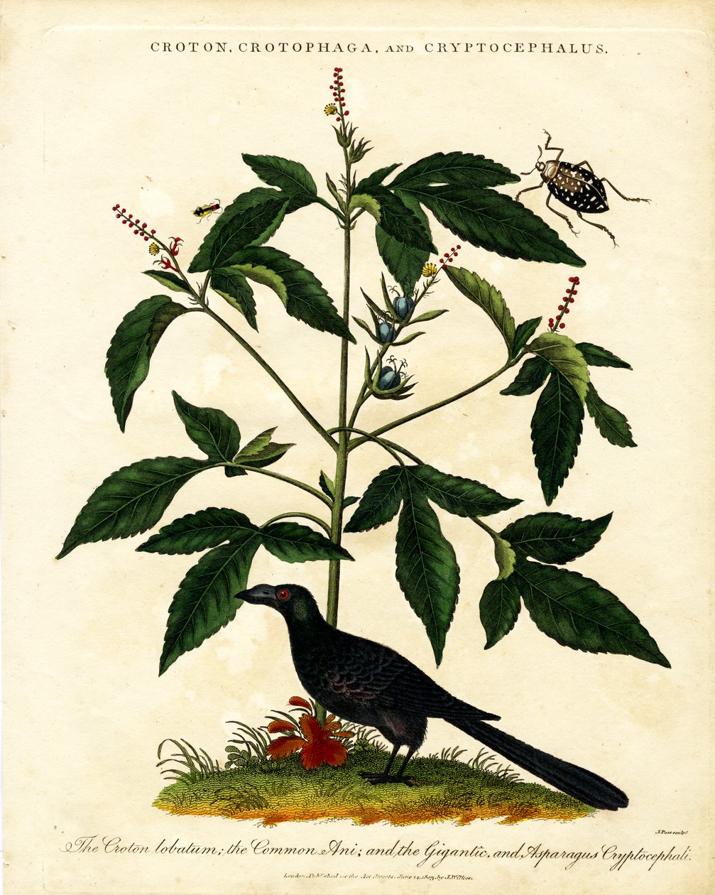 Croton;Crotophaga;y Cryptocephalus de John Pass