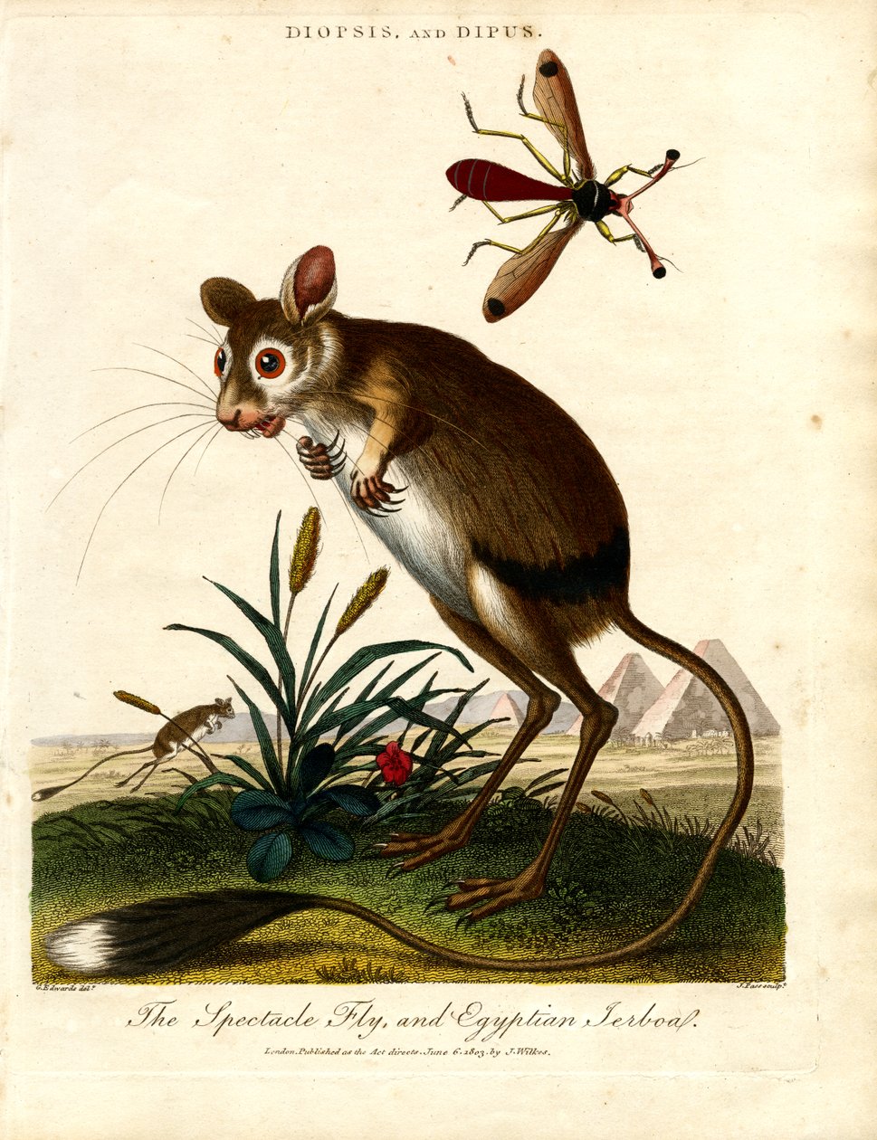 Diopsis y Dipus (mosca de los ojos rasgados y jerbo egipcio) de John Pass