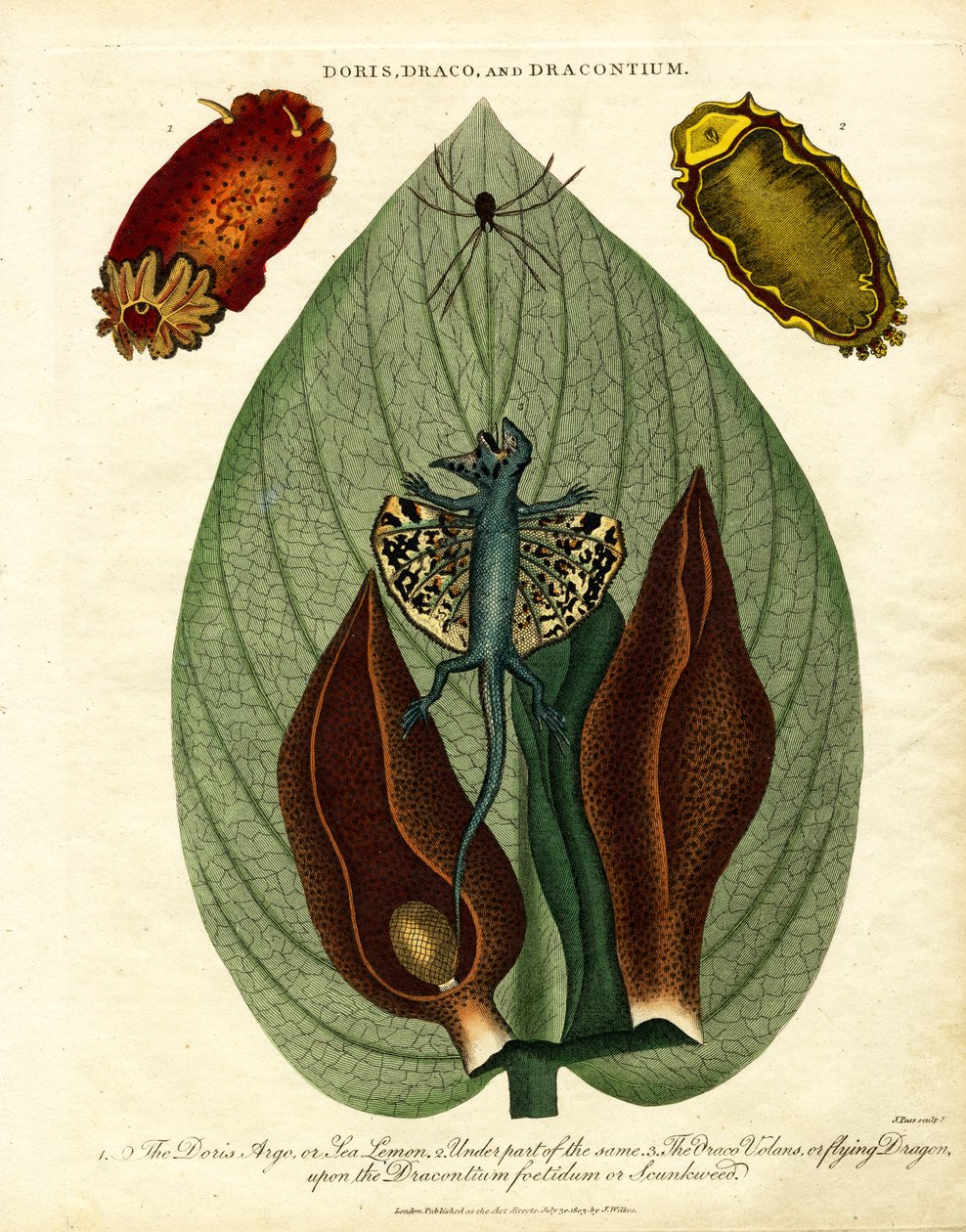 Doris;Draco;y Dracontium de John Pass