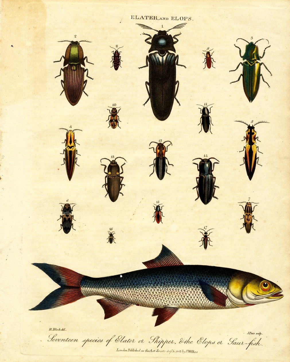 Elater y Elops: Diecisiete especies de Elater o Skipper; el Elops o Saur-fish de John Pass
