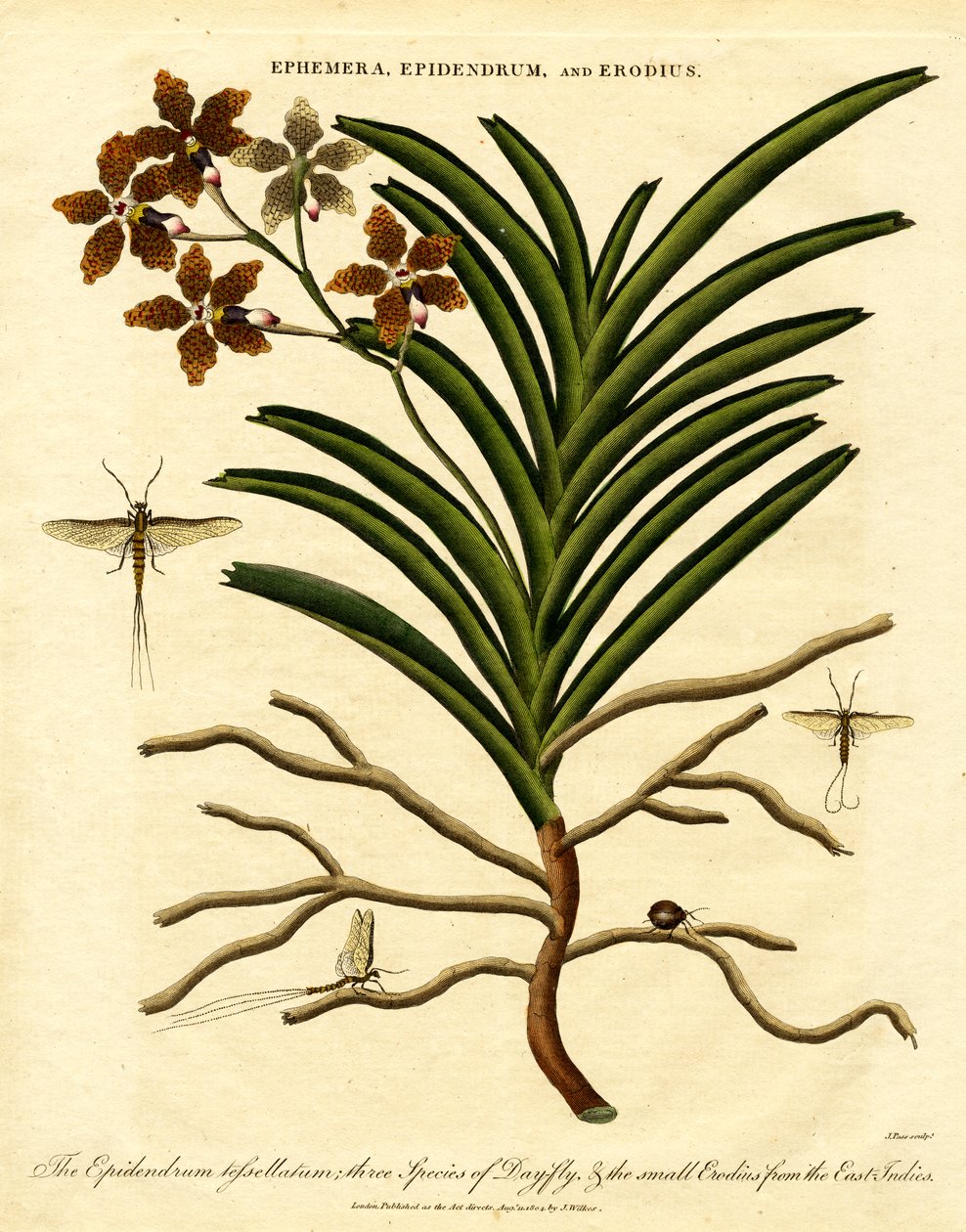 Epidendrum;Ephemera;y Erodius de John Pass