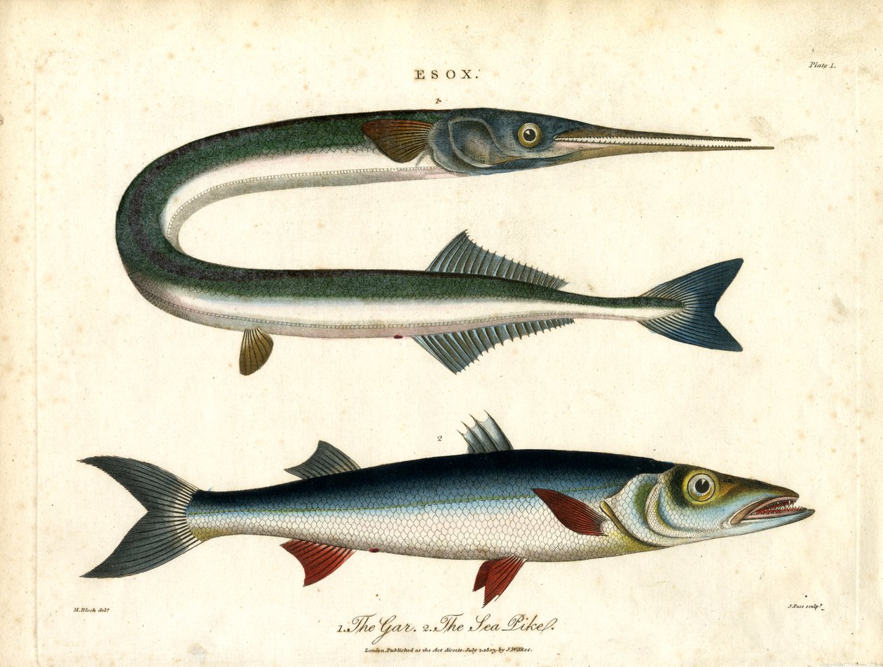 Esox: Gar y Sea Pike de John Pass