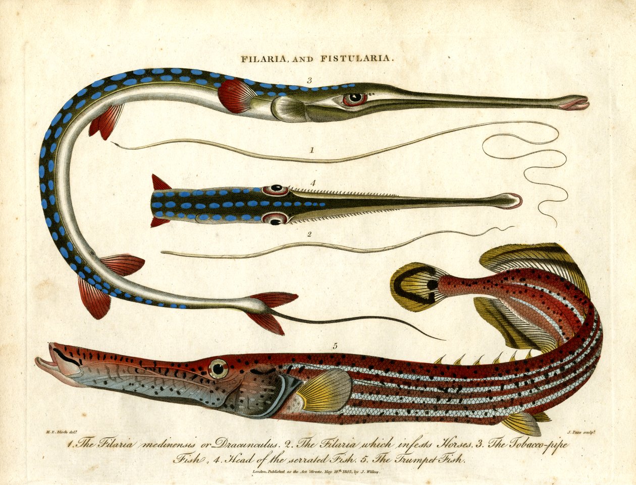 Filaria y Fistularia - Gusanos roscados y peces pipa de John Pass