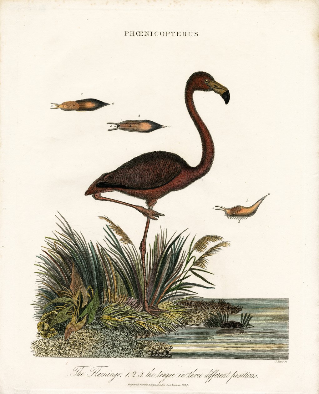 Flamingo de John Pass