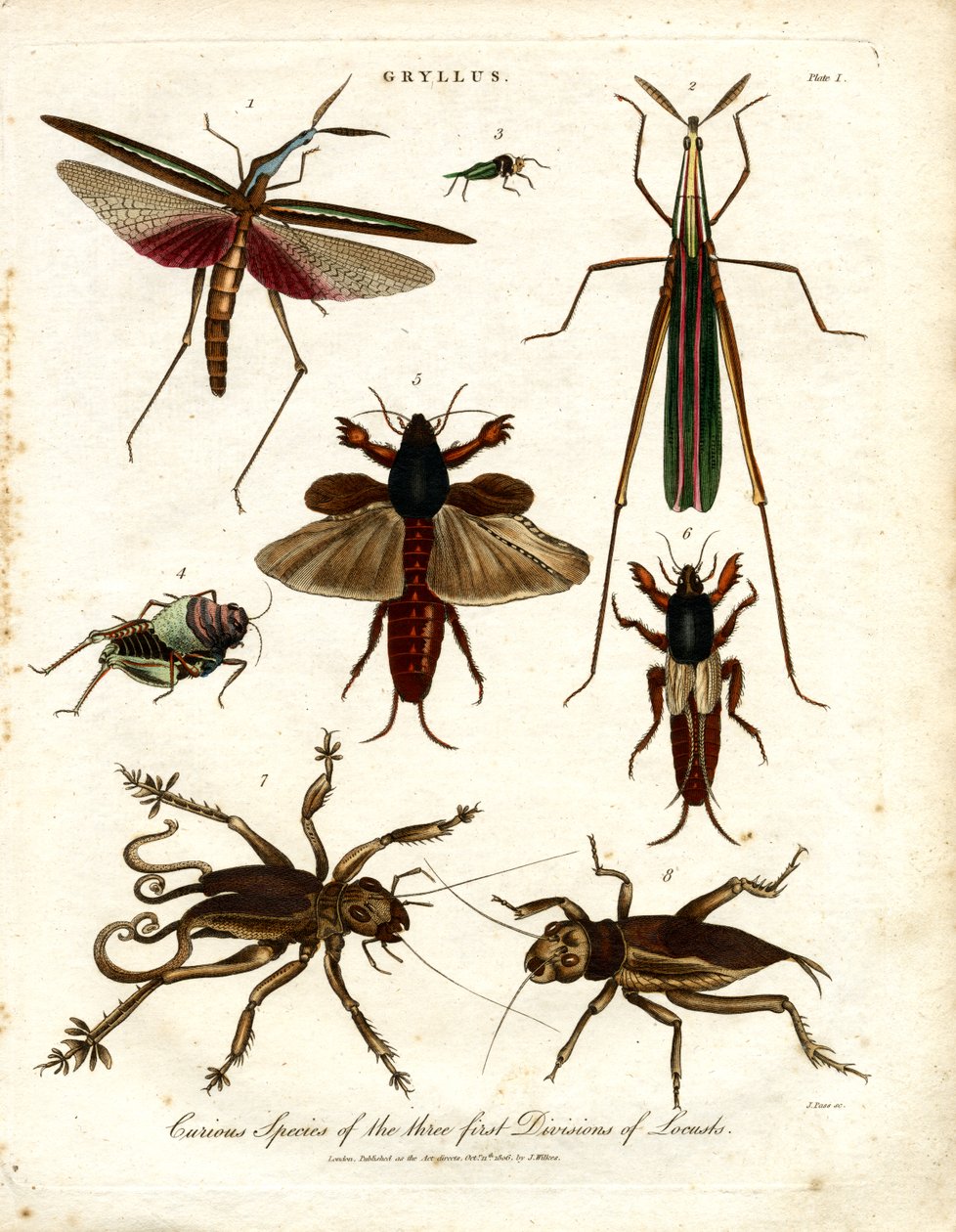 GRYLLUS: Especies curiosas de las tres primeras divisiones de langostas de John Pass