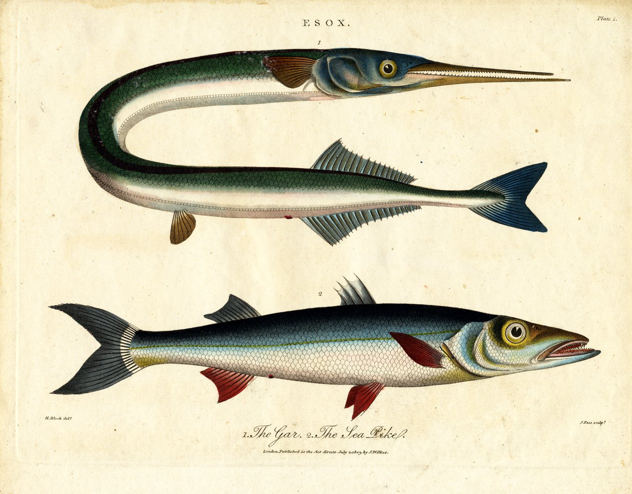 Gar y Lucio de mar de John Pass