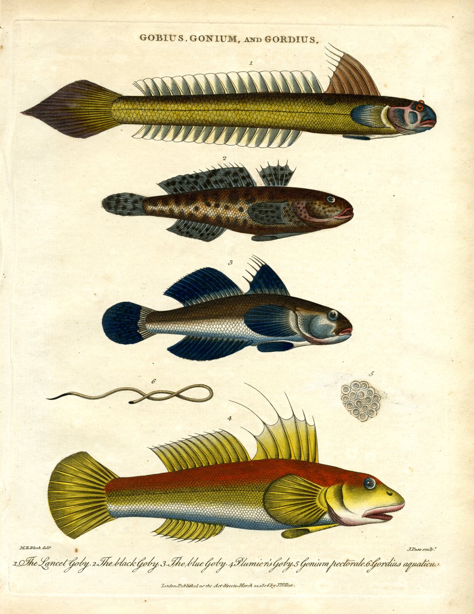 Gobius;Gonium y Gordius: Gobios y Gusanos de John Pass