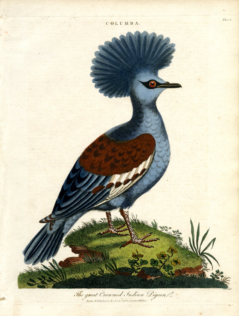 Paloma india coronada (Columba) de John Pass