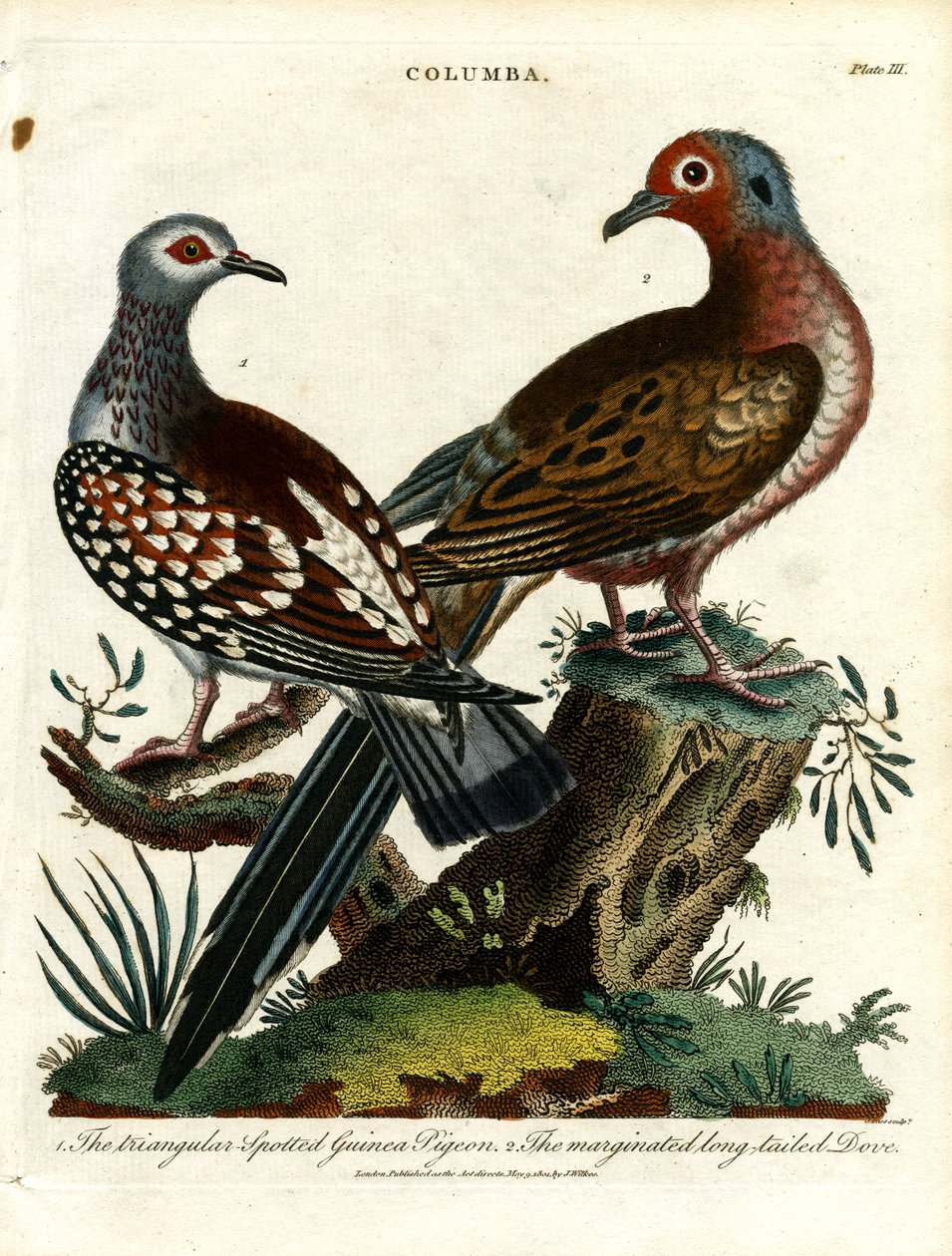Palomas de Guinea y tórtolas (Columba) de John Pass