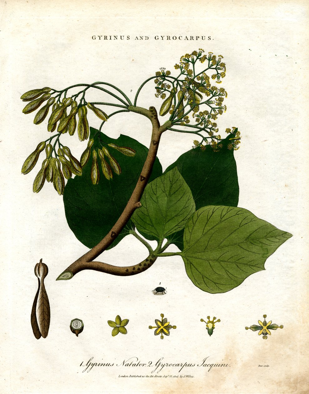 Gyrinus y Gyrocarpus de John Pass