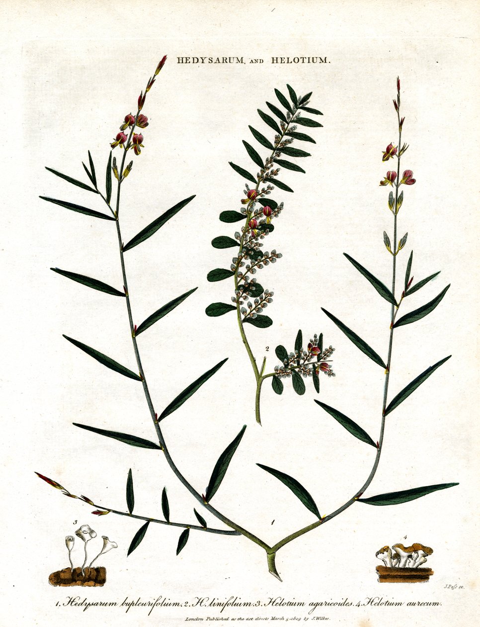 Hedysarum y Helotium de John Pass