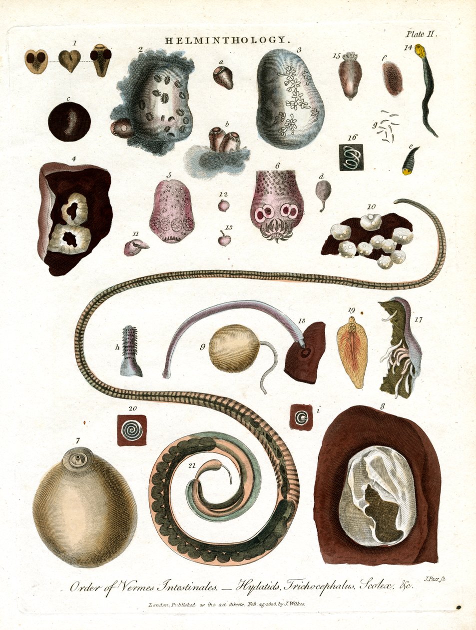 Helmintología;Lámina II - Orden de las lombrices intestinales de John Pass