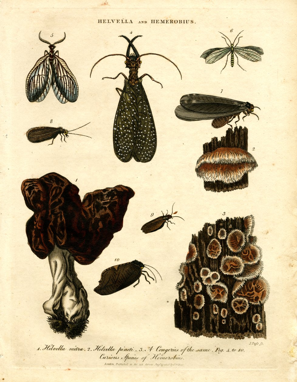Helvella y Hemerobius de John Pass