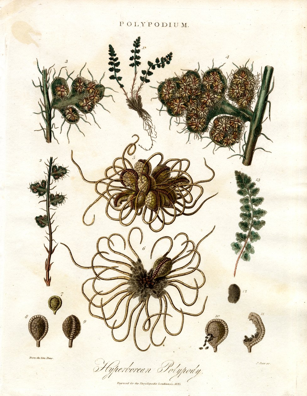 Polipodio hiperbóreo - Helechos del género Polypodium de John Pass