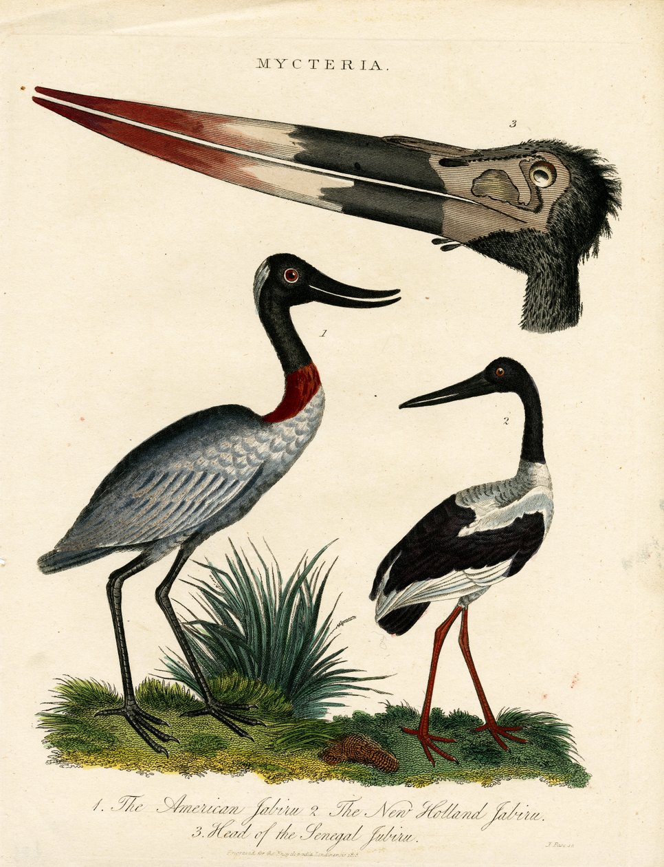 Especies de Jabirú (Mycteria) con detalles anatómicos de John Pass