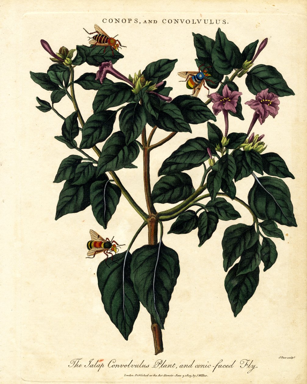 Planta Convolvulus de Jalap y mosca de cara cónica de John Pass