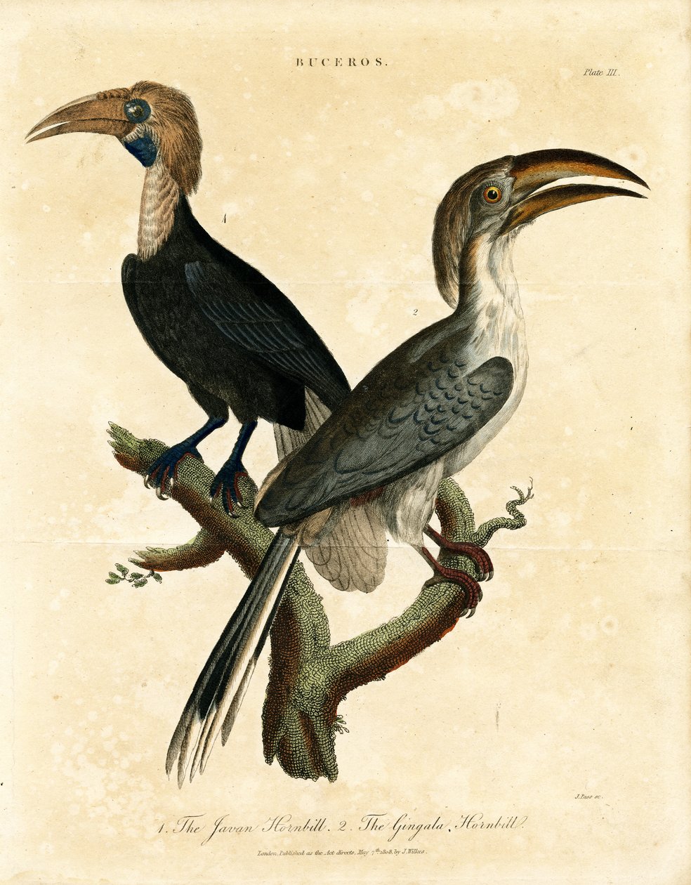 Cálao de Java y Cálao de Gingala (Buceros) de John Pass