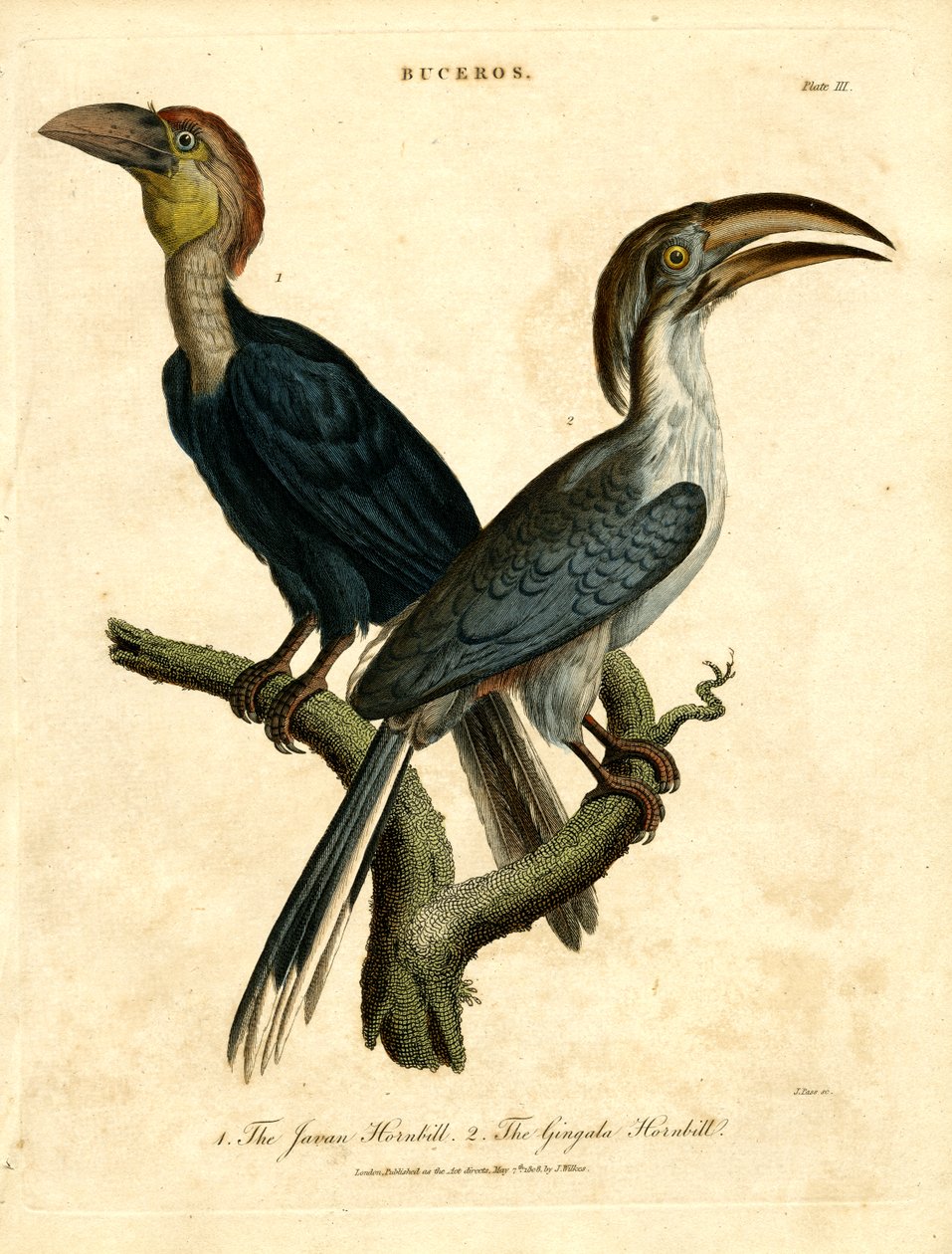 Cálao de Java y Cálao de Gingala de John Pass